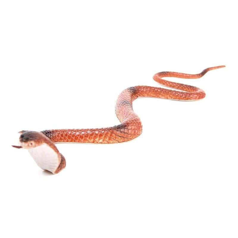 Falsa Serpiente Cobra Asiática