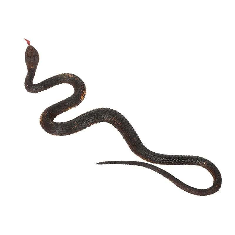 Serpientes De Juguete Marrón