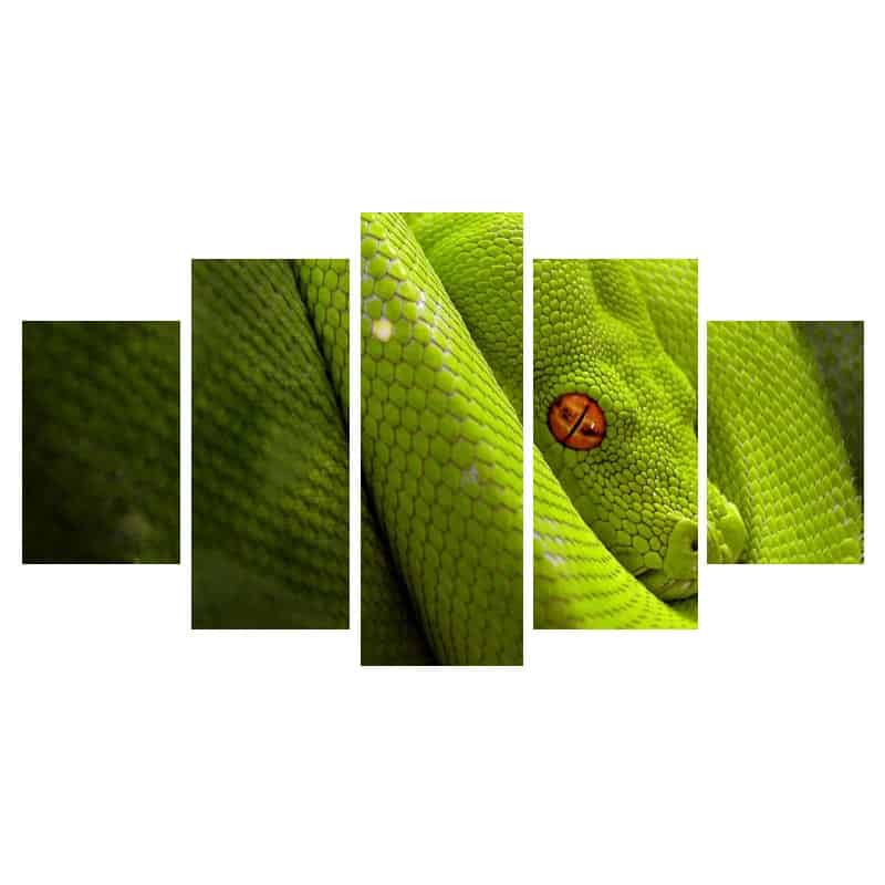 Cuadro De Serpiente Boa Arborícola