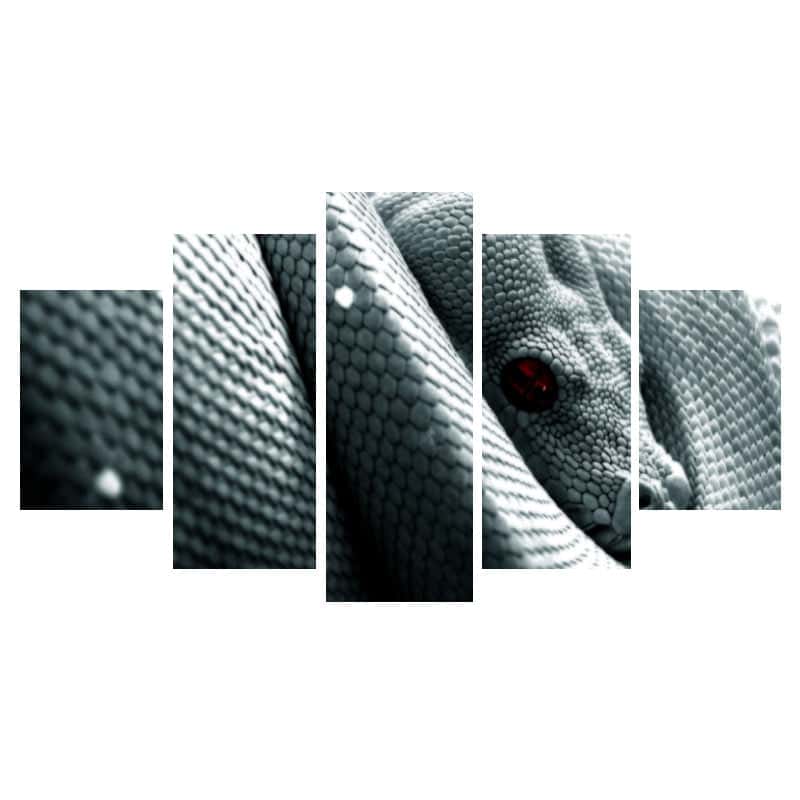 Cuadro De Serpiente Boa Blanco
