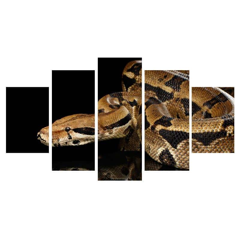Cuadros De Serpientes Pitón Reticulado