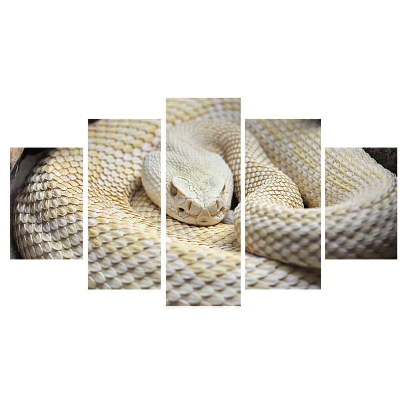 Cuadros De Serpientes Albino