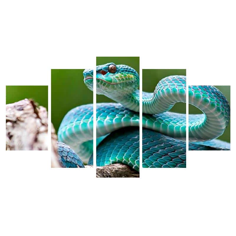 Cuadros De Serpientes Azul