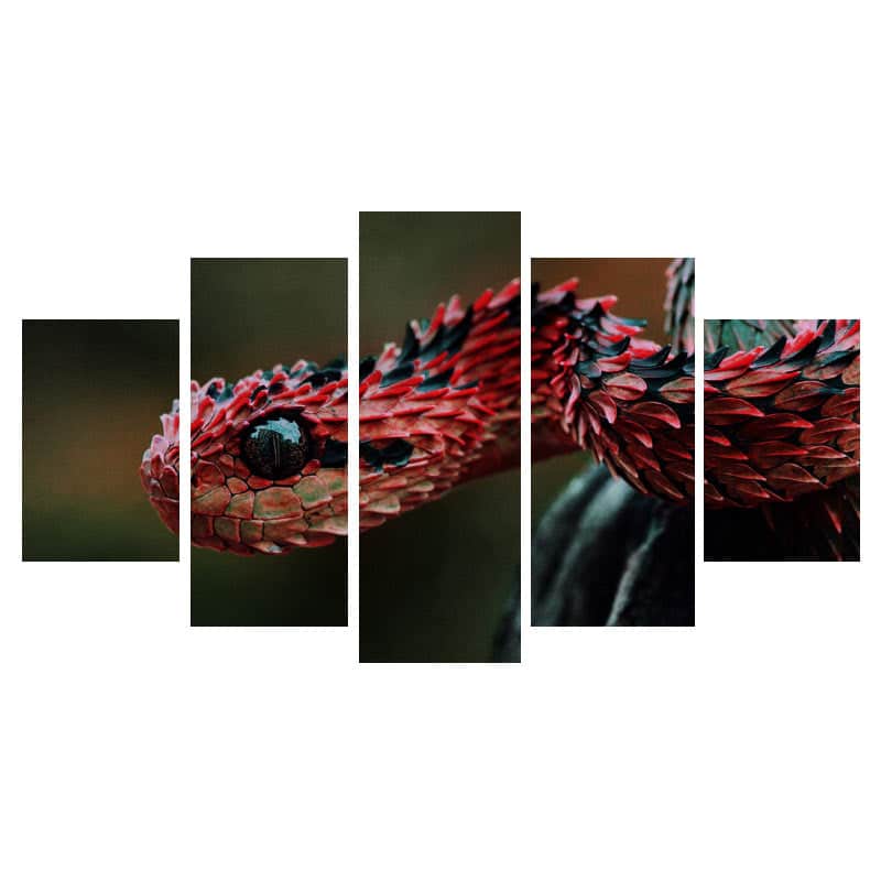 Cuadros De Serpientes Rojo