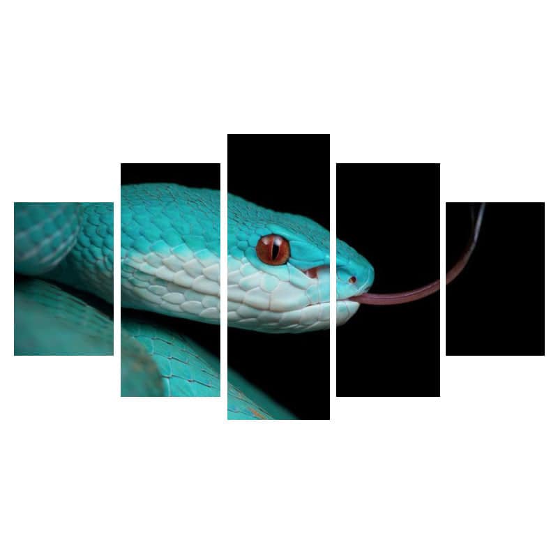 Cuadros De Serpientes Cabeza Azul