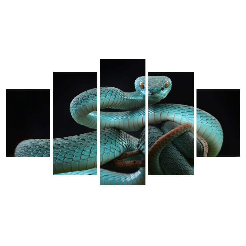 Cuadros De Serpientes Víbora Azul