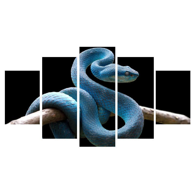 Cuadros De Serpientes Víbora Azul