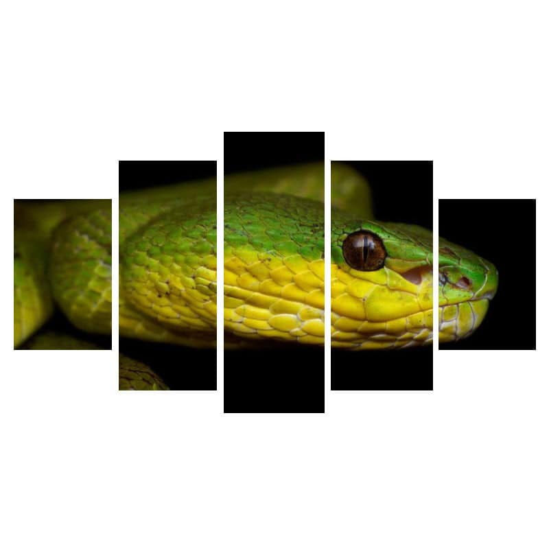 Cuadros De Serpientes Víbora Indonesia
