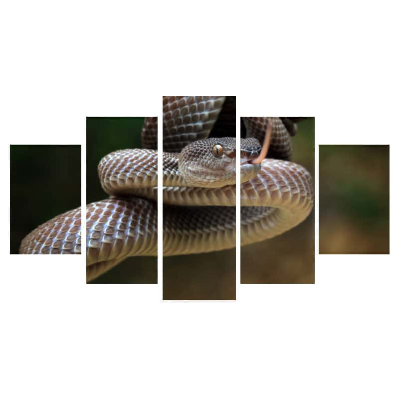 Cuadros De Serpientes Víbora Marrón
